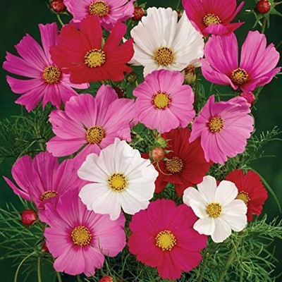 Lorvox Double Click Cranberries' Seeds. Cosmos Cranberries Seed(20 per packet)