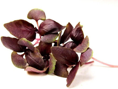 WILLVINE PAU-79 Basil Red Rubin Seeds Seed(2000 per packet)