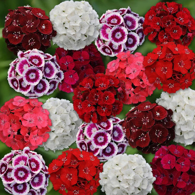 Epazo Hybrid Dahlia Double Flower Seed(75 per packet)