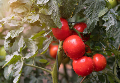 Shyamkripa Criation tomato Seed(60 per packet)