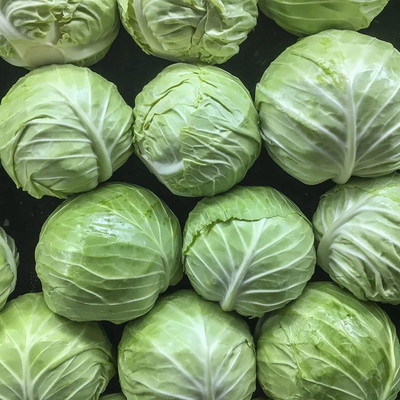 WILLVINE MAH -II Cabbage Seed Easy to Grow [1g] Seed(300 per packet)