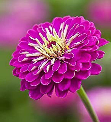 MAA Zinna Seed(18 per packet)