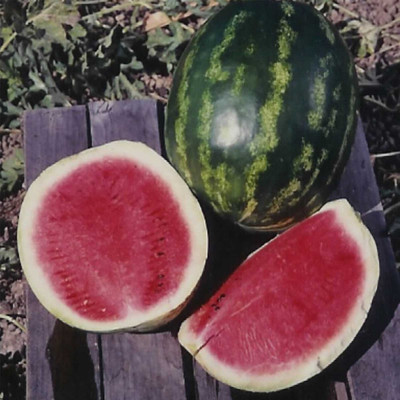Biosnyg Watermelon Garden Seeds - Calsweet[400 Seeds] Seed(400 per packet)