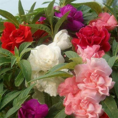 Cloud Farm Balsam Flower Seeds Seed(90 per packet)