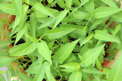 CRGO SPINACH , PALAKH Seed(70 per packet)