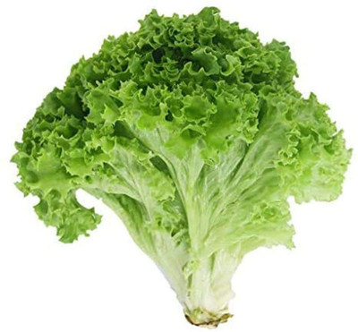 CYBEXIS Green Lettuce Seeds Vegetables2000 Seeds Seed(2000 per packet)