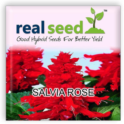 CYBEXIS Salvia Rose Hybrid Imported Flower Seeds Seed(50 per packet)