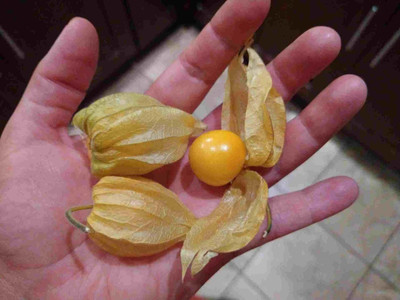 QALANDAR Ground Cherry - Peruvian golden berry Seed(20 per packet)