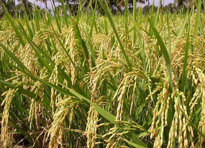 THAMMAR PUSA BASMATI - 1692 VARIETY PADDY / RICE 2 KG SEEDS Seed(2 per packet)