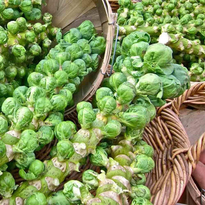 WILLVINE MAH -IV Catskill Brussels Sprouts Seeds [50g] Seed(15000 per packet)