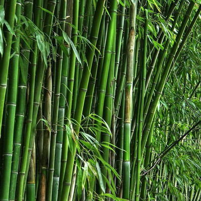 BDSresolve “Moso Bamboo seeds” Seed(15 per packet)