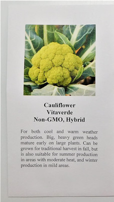 Qualtivate PUAS-3A Yellow (Phool Gobi) Vegetable Seeds Seed(300 per packet)