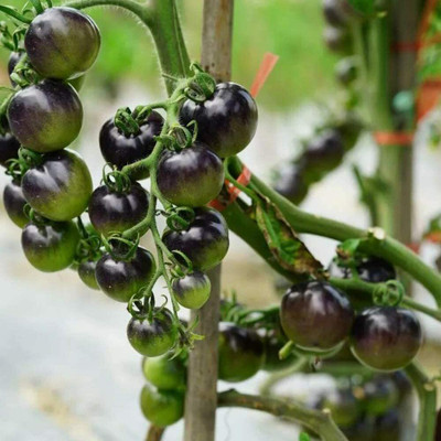 CYBEXIS Heirloom Thin Skin Unique Striking Exotic Tomato2000 Seeds Seed(2000 per packet)