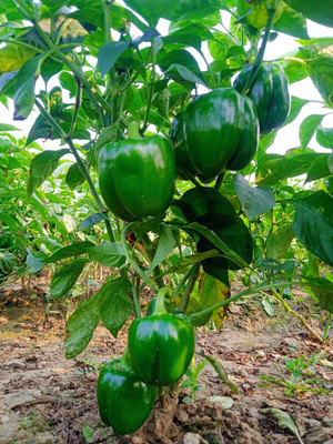 GrinCom Shimla Mirch, Capsicum Seeds, Chilli Seed(100 per packet)