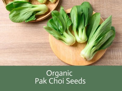 Quentova Pak Choi - Seeds - Organic & Non Gmo - Heirloom-SNIG-5G Seed(300 per packet)