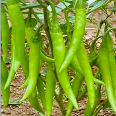 the green dotcom HYBRID CHILLI(MIRCHI SEEDS Seed(60 per packet)