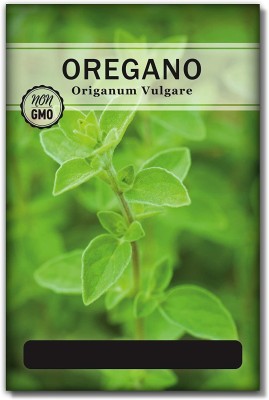 CYBEXIS TLX-75 - Italian Oregano HERB - (150 Seeds) Seed(150 per packet)