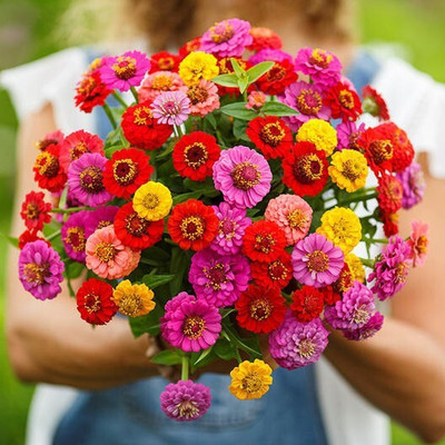Quentova Zinnia Lilliput Mix-SWAT-9R Seed(75 per packet)