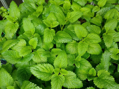 XOLDA Organic lemon balm herb Seed(38 per packet)
