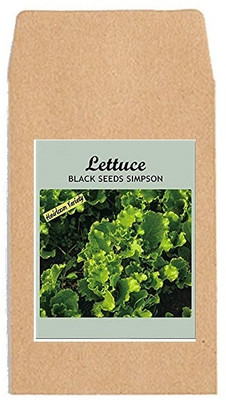 CYBEXIS Hybrid Vegetable Seeds-Lettuce Simpson1000 Seeds Seed(1000 per packet)