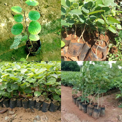 ibains lal chandan red sanders seed plant 13 Seed(13 per packet)