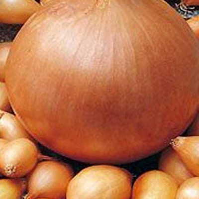 KNESSiN Onion for Garden Seed(200 per packet)