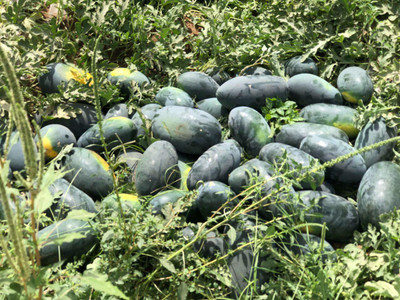 KANAYA Tarbuj Hybrid Fruit Seed(15 per packet)