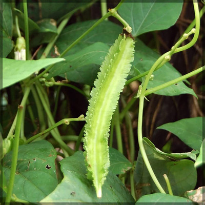 CRGO BEANS Seed(50 per packet)
