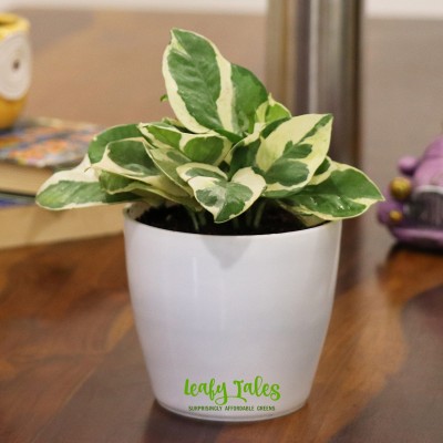 Leafy Tales White Money Plant+WhitePlastic Pot Seed(1 per packet)