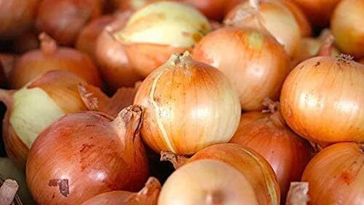 Qualtivate HYB-3A Onion Seed: Candy Onion Seeds Seed(500 per packet)