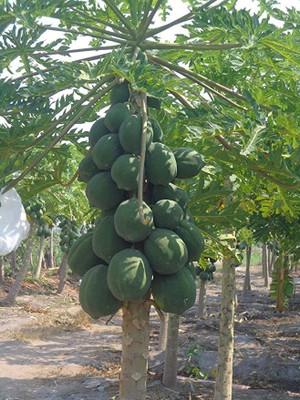 Aro Papaya Seed(10 per packet)