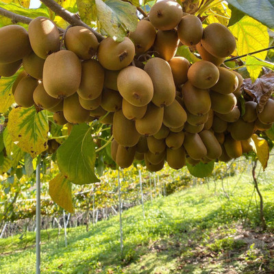CARIBBEAN IMPORTED HYBRID KIWI FRUIT Seed(39 per packet)