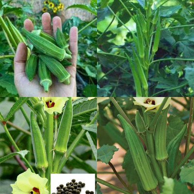 ibains Vegetable ladies finger seeds 23 Seed(23 per packet)