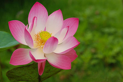 THAMMAR lotus,kamal gatta Seed(11 per packet)