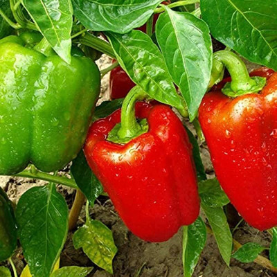 Biosnyg Open-Pollinated Mixed Bellboy Capsicum Vegetable Seeds For Gardening-(100 Seeds) Seed(100 per packet)