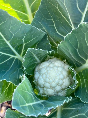 Abamec white cauliflower,gobhee seeds Seed(10 per packet)