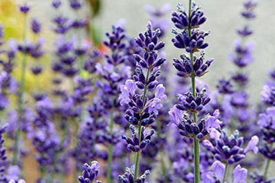 VibeX XLR-91 - Purple English Lavender - (2250 Seeds) Seed(2250 per packet)