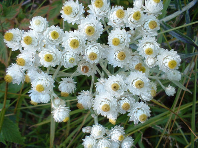 Hybrid Galaxy pearly everlasting beautiful flower hybrid seeds 1-packet Seed(85 per packet)