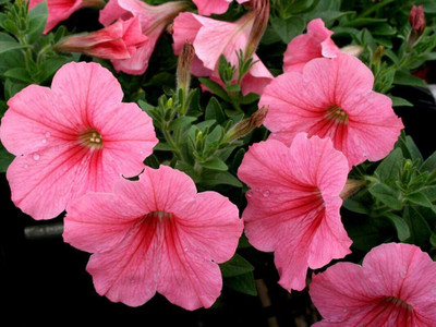 CRGO PETUNIA Seed(80 per packet)