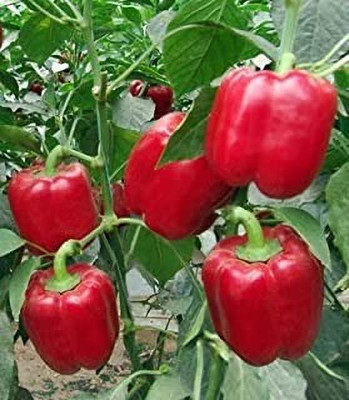 Aro Red Capsicum, Capsicum, Bell Pepper Seed(15 per packet)