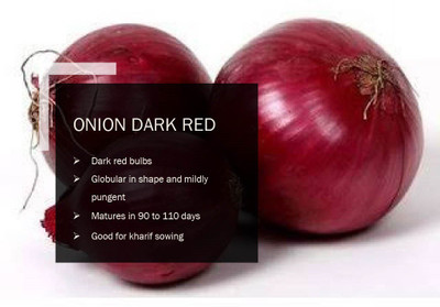 VibeX ONION DARK RED SEEDS(2000 Seeds) Seed(2000 per packet)