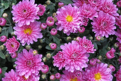 Quentova Chrysanthemum Flower-8X-XLR Seed(75 per packet)