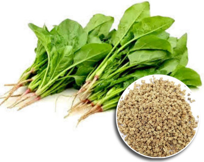 Seedsilk Store Spinach Seeds for Home Garden (1 Packet, 5gm) Seed(350 per packet)