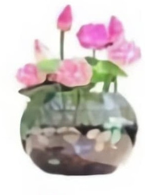 Qualtivate HYB-4A Rare Water Lily/Lotus Flower Seeds Seed(25 per packet)