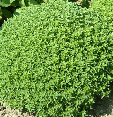 VibeX ® VXI-10 Basil Minette Ocimum basilicum Seed(1000 per packet)