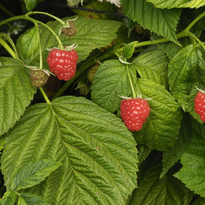 Hybrid Galaxy Raspberry sweet fruit hybrid eco-friendly Seed(20 per packet)