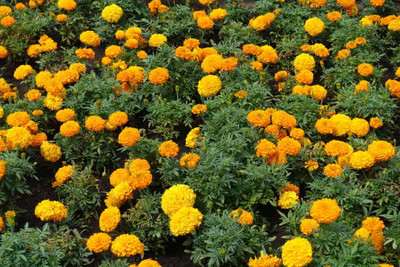 Forestree marigold/gende ka phool flower seeds Seed(50 per packet)