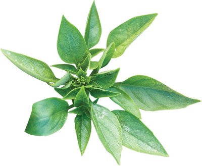 VibeX ® VMR-4 Greek Basil (Ocimum basilicum) Seed(1000 per packet)