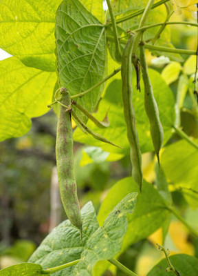 Kodali 25 Pcs-Bean Seed Seed(25 per packet)