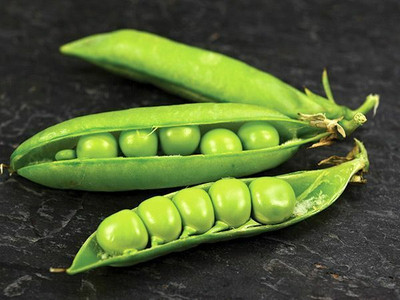 Quentova Green Peas Matar-SWAT-7N Seed(300 per packet)